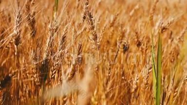 金色的麦子在田野里随风摇摆