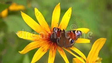 孔雀蝴蝶在黄色的rudbeckia花上。 4K关闭视频