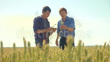老两个农民夏季握手男子在你的智能手机麦田跑在田间小麦面包。 慢速视频