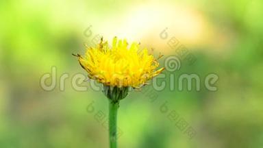 田野上一朵黄色的蒲公英花的特写