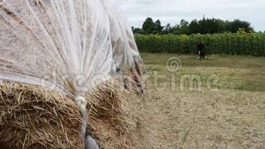大堆的干草或覆盖着聚乙烯的稻草在开阔的天空下干燥。 供农场动物过冬的表格..