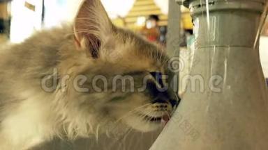 口渴的猫喝水