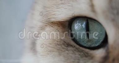猫用<strong>蓝色</strong>或绿色的<strong>大眼睛</strong>特写，看着相机。 金色的英国猫。