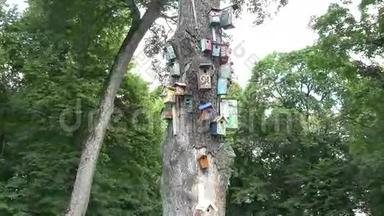 五颜六色的鸟屋<strong>筑巢</strong>箱挂在公园里的老死树干上。 4K