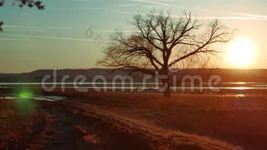 金色<strong>夕阳</strong>中的孤树。 大自然道路上孤独的树的剪影<strong>夕阳</strong>美丽的风景