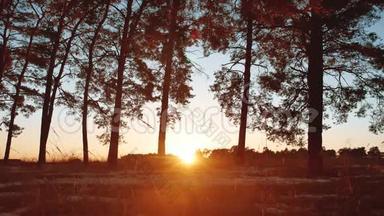 清晨，松林日出。 冬天美丽的松林，阳光透过树木，自然旅游