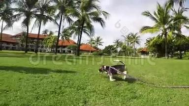 快乐的年轻女孩和她的小猎犬在夏天公园跑步。 慢动作。 户外肖像。 慢动作。 热带