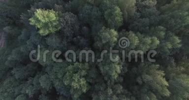 林中绿树的顶端.. 摄像机掉下来了。 <strong>风吹</strong>拂着大树的<strong>树枝</strong>。