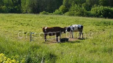 <strong>两头奶牛</strong>在夏季草地上放牧