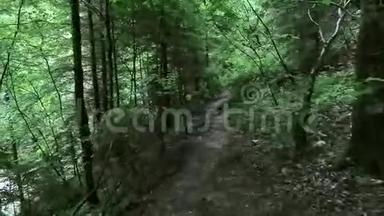 森林小径后面跟着摄像机