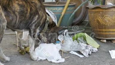 街上垃圾桶里的无家可归、瘦弱和饥饿的狗谣言。 亚洲、泰国