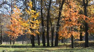 秋天公园或森林被风吹落的美丽的叶子