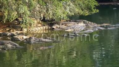 许多鳄鱼在<strong>野地</strong>里躺在一棵树下的岸边的沼泽河里。 泰国。 亚洲