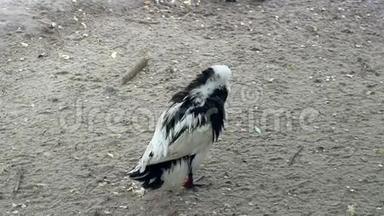 黑白野鸭在动物园里清理翅膀和羽毛