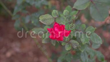 红玫瑰。 蔷薇花林