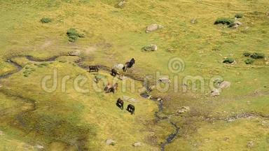 草原上的牧马，在山间小溪旁