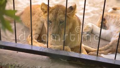 笼子里的母狮透过鸟舍看. 母狮正在动物园里休息，一群狮子在里面休息