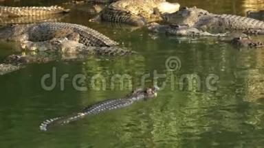 许多鳄鱼在野地里躺在一棵树下的岸边的沼泽河里。 泰国。 亚洲
