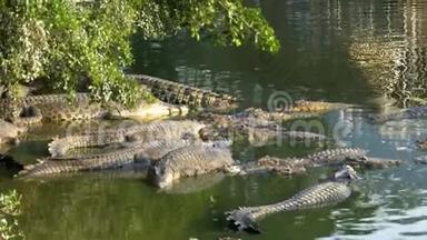 许多鳄鱼在<strong>野地</strong>里躺在一棵树下的岸边的沼泽河里。 泰国。 亚洲