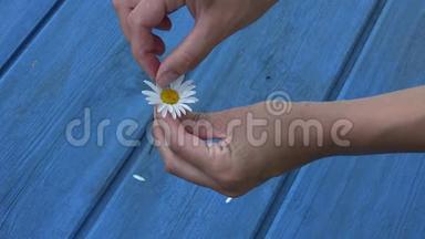 女人的手撕下蓝板背景上的雏菊花瓣。 4K