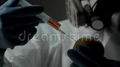 带有修饰基因的橙色.. 加速果实成熟的实验室实验。 生物学家将红色液体注入