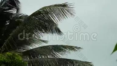 暴风<strong>吹拂</strong>热带岛屿上的棕榈树。 3840x2160。 4k
