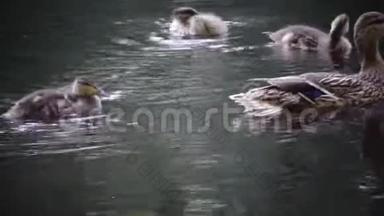 在阳光明媚的日子里，小鸭子和小鸭子在池塘里漂浮着。 与自然和谐相处。