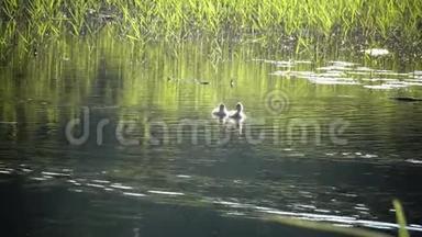 在阳光明媚的日子里，小鸭子和小鸭子在池塘里漂浮着。 与自然和谐相处。