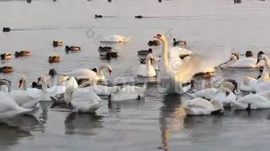 河上的白天鹅和鸭子。 鸟儿拍打翅膀，捕食羽毛。