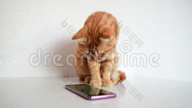 猫用电脑<strong>游戏鼠标</strong>玩智能手机