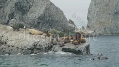 海狮坐在悬崖上，在海<strong>水中</strong>游泳。 野生<strong>动物</strong>和海洋<strong>动物</strong>
