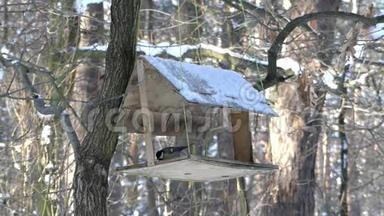 山雀飞进给鸟的喂食器，在冬天吃谷物。