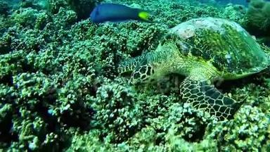 潜水马尔代夫-海龟