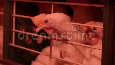 家禽<strong>养殖场</strong>，鸡坐在笼子里，吃混合饲料