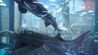 在商店水族馆的玻璃后面活的大鱼，慢动作