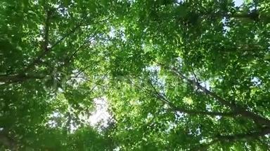 向上看，从充满新鲜绿色树篷的阳光中轻轻向后落下，在微风中轻轻地沙沙作响。