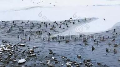 一群鸭子在结冰的池塘里游泳