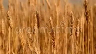 麦田。 一大片金色的麦子