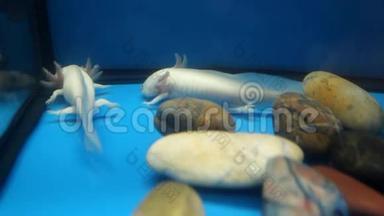 白色Axolotl(墨西哥Ambystoma)