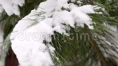 雪落在雪松树上。 冬天雪松覆盖。 一个美丽的绿色雪松雪覆盖在一个镜头。 分支机构