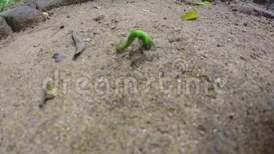 蚂蚁吃着一只正在拼命为它的生命而战的绿色毛毛虫。