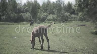 牛栏里的牛。 马在畜栏里吃草。 牧马是牧场