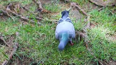 鸽子鸟在大自然的地面上行走，周围的声音