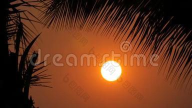在棕榈叶的<strong>背景</strong>下，大太阳的<strong>红日</strong>落之美令人惊叹