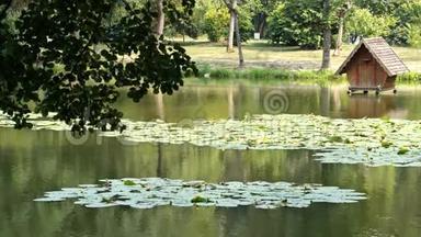 小湖里密集的绿色睡莲
