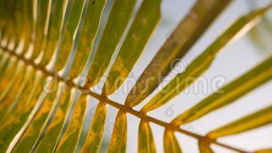 天堂海滩上的椰子棕榈叶对抗明亮的太阳。 暑期旅游度假背景概念。 4K. 泰国