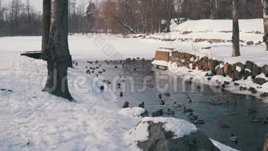 鸭子和鸭子在冬天的池塘里游泳