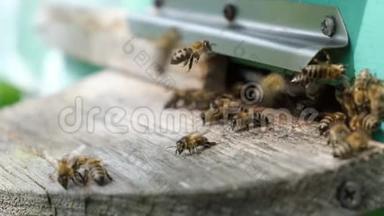 蜜蜂绕着蜂巢转圈，把新鲜的花蜜和花花粉放进蜂巢。 慢动作视频