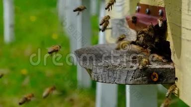 蜜蜂绕着蜂巢<strong>转圈</strong>，把新鲜的花蜜和花花粉放进蜂巢。 慢动作视频