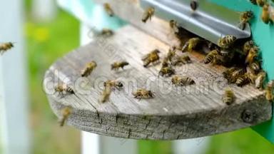 <strong>蜜蜂</strong>绕着蜂巢转圈，把新鲜的花蜜和花花粉放进蜂巢。 慢动作<strong>视频</strong>